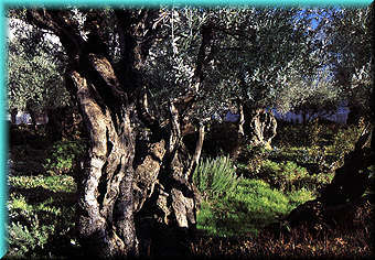 Ancient Olive
                Trees in the Garden of Gethsemane. Source unknown.